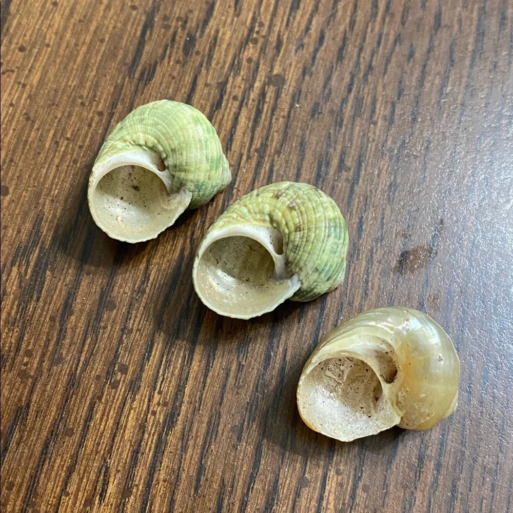 “5/$20” .5 inch O shaped opening hermit crab shells